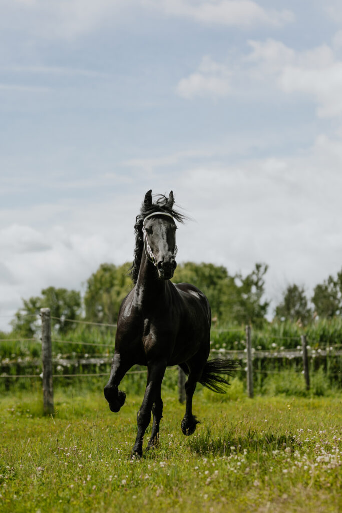 friesian-horses-Vinoy-Farm-breeding-quebec-outaouais