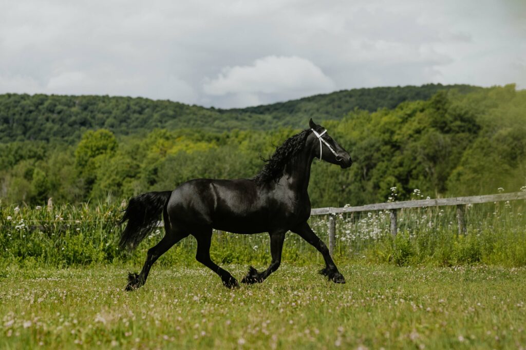 the-Friesian-horse-vinoy-farm-quebec